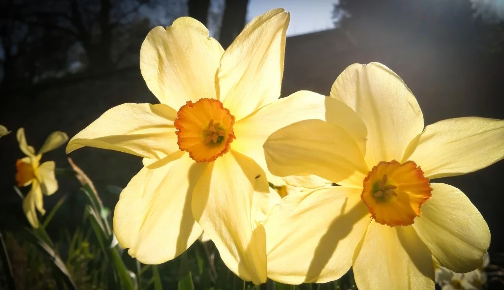 Daffodils at Chalice Well