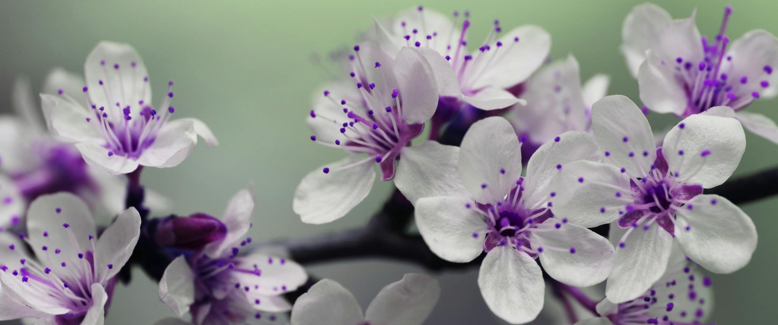 Beautiful macro capture of cherry blossom flowers with purple stamens in springtime.