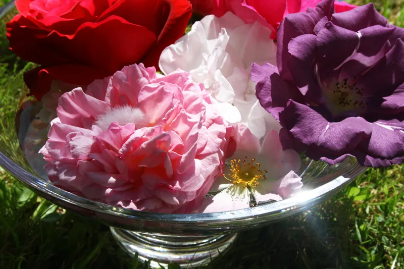 Module 1: Discovering Chalice Well Essences