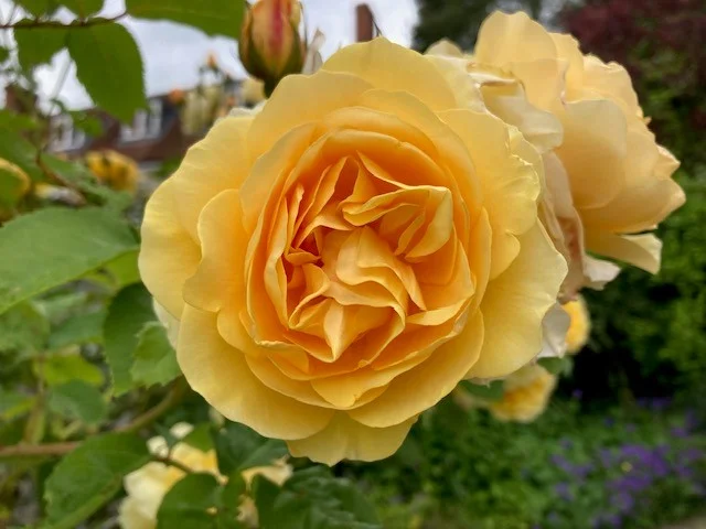 Module 3: Essences for Wellbeing and Transformation [11-12 July 2026]